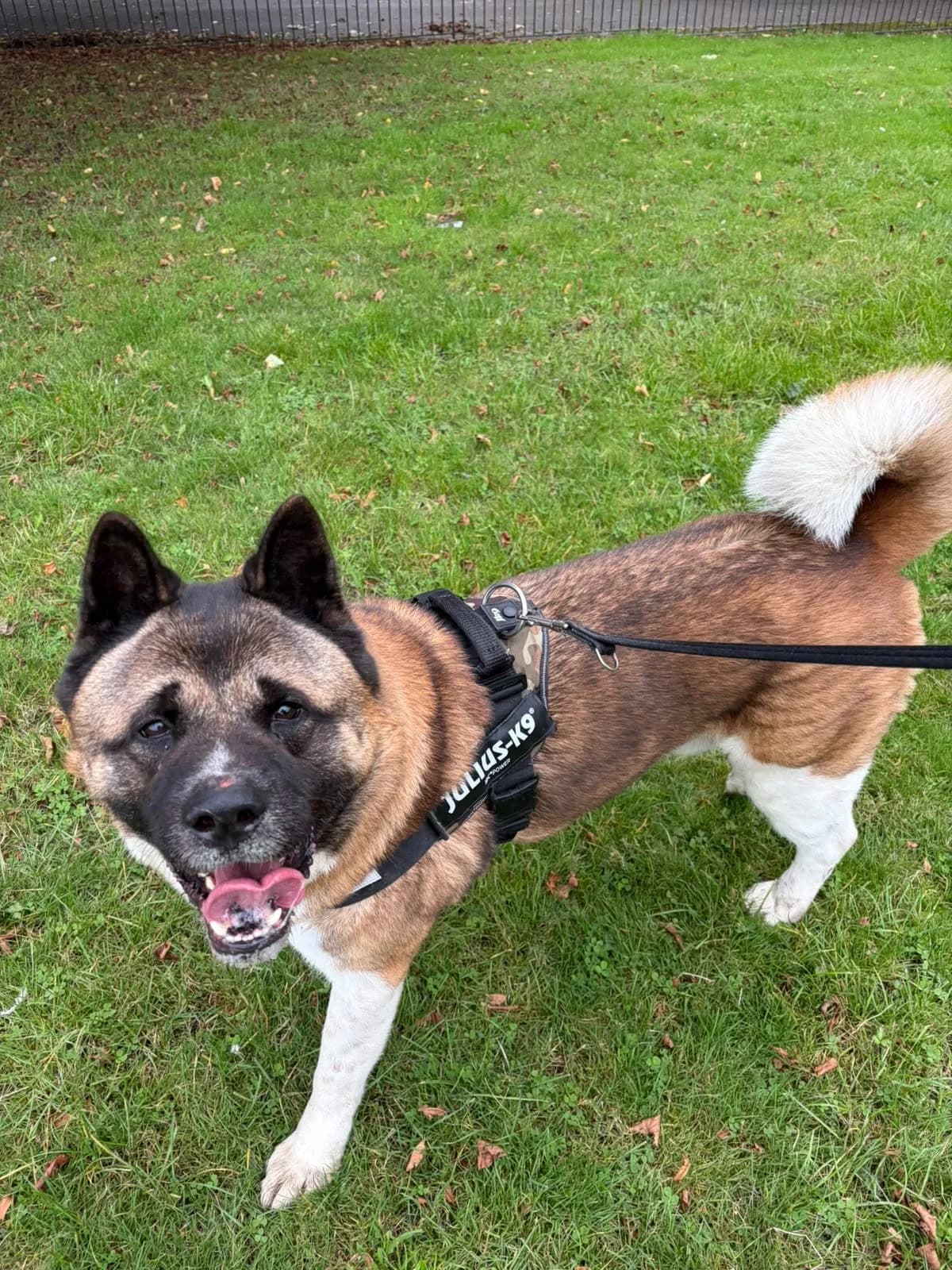 Bruce,  Akita for adoption at Akita Rescue & Welfare Trust UK