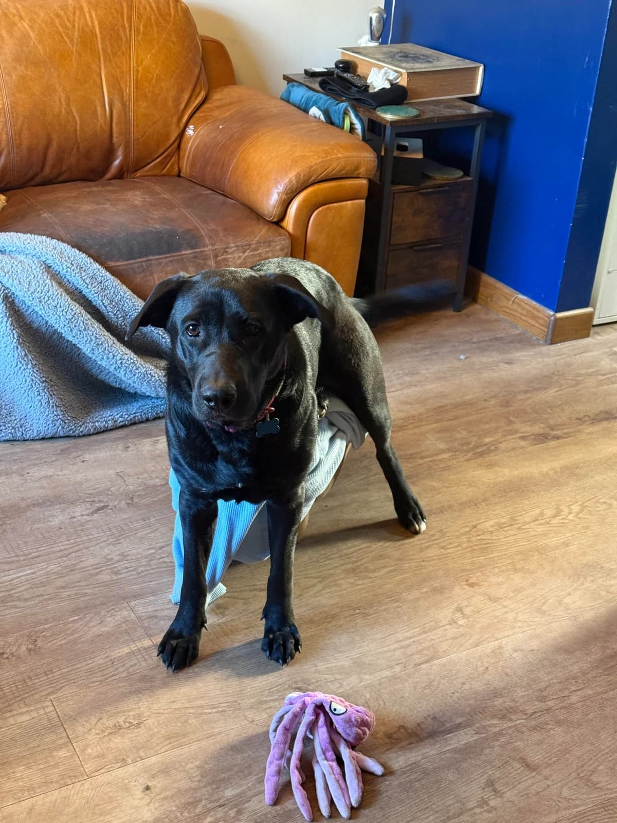 🐾 Meet Beans 🐾, female young Mixed Breed for adoption at All Animal Rescue