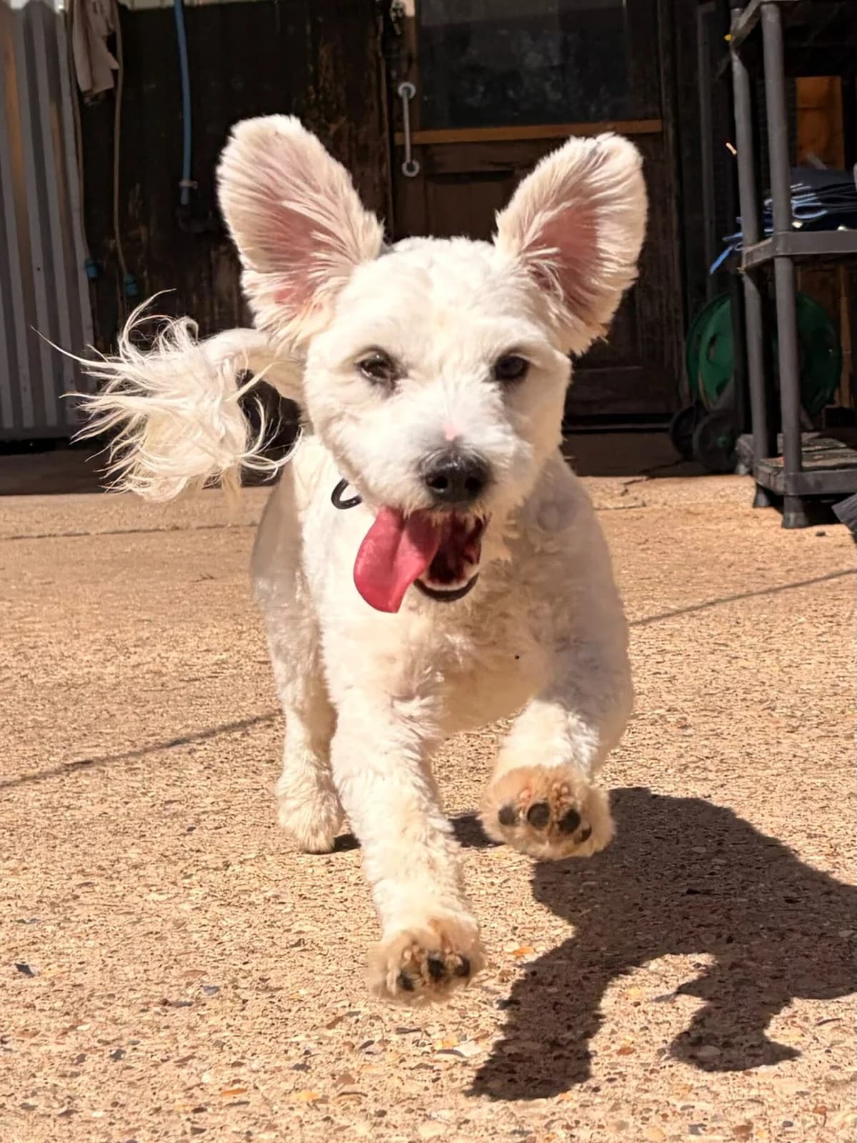 Albus, female senior Maltipoo for adoption at All Dogs Matter, London