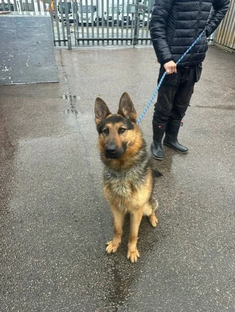 Alex, female young German Shepherd for adoption at All Dogs Matter, London