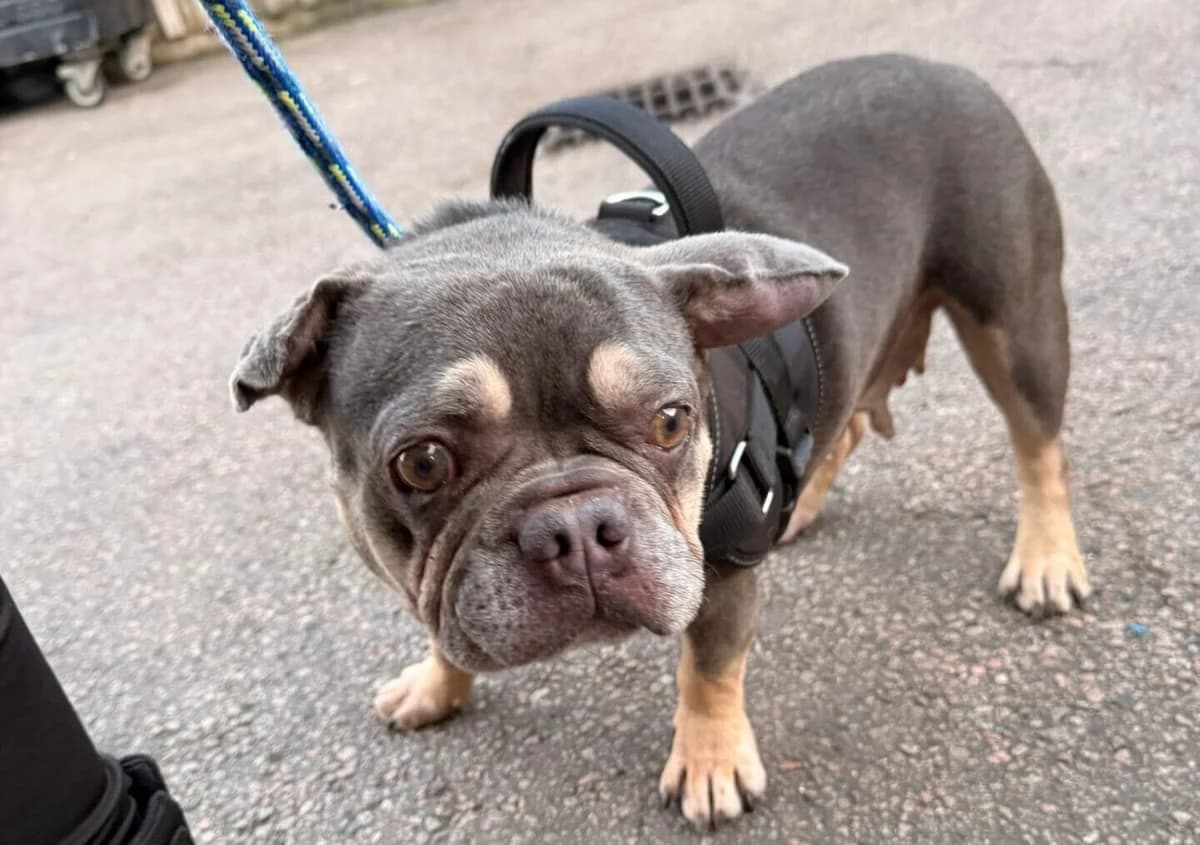 April, female 4yo English Bulldog for adoption at All Dogs Matter, London