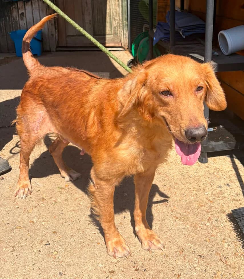 Asha, female 5yo Golden Retriever for adoption at All Dogs Matter, London