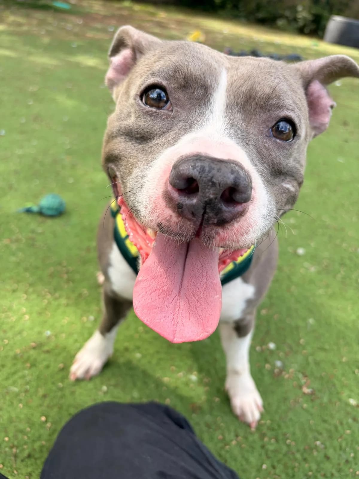 Bailey, female 5yo Staffordshire Bull Terrier for adoption at All Dogs Matter, London