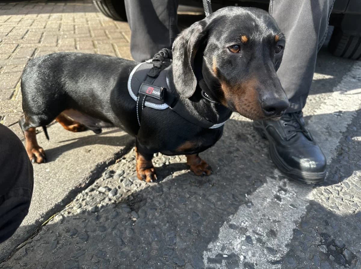 Barney, female 4yo Dachshund for adoption at All Dogs Matter, London