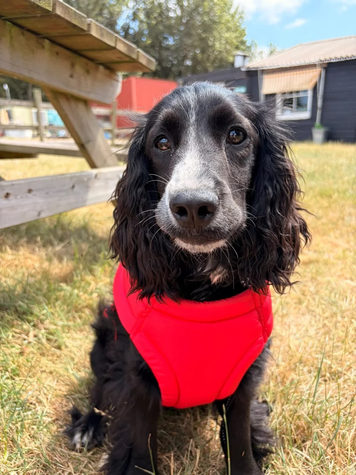 Bear, female senior mixed breed for adoption at All Dogs Matter, London