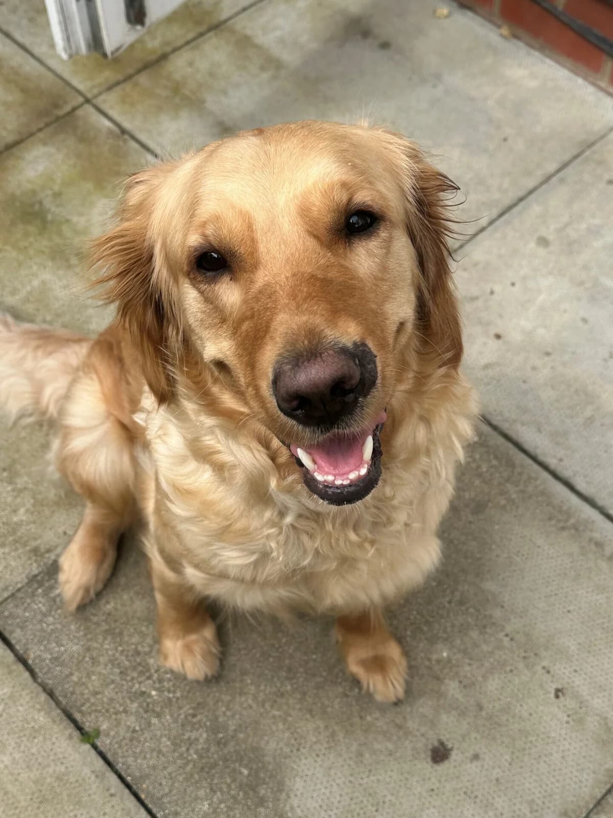 Belle, female 4yo Golden Retriever for adoption at All Dogs Matter, London