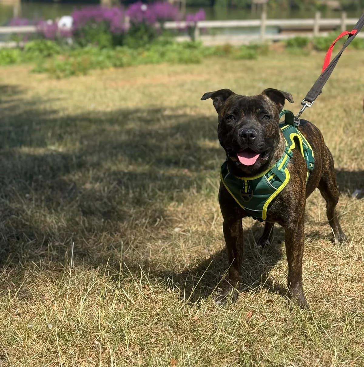 Bernie, female senior Staffordshire Bull Terrier for adoption at All Dogs Matter, London