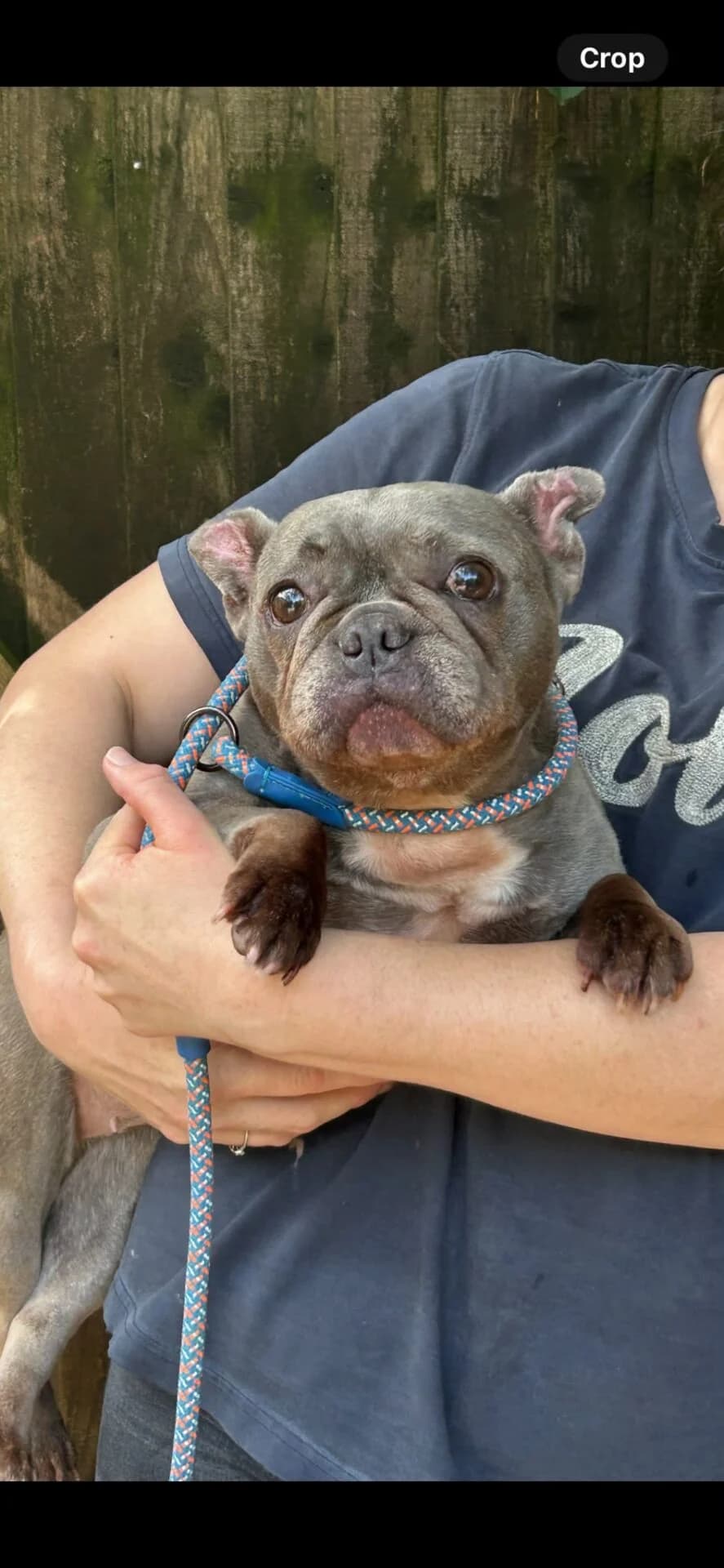 Beryl, female 7yo English Bulldog for adoption at All Dogs Matter, London