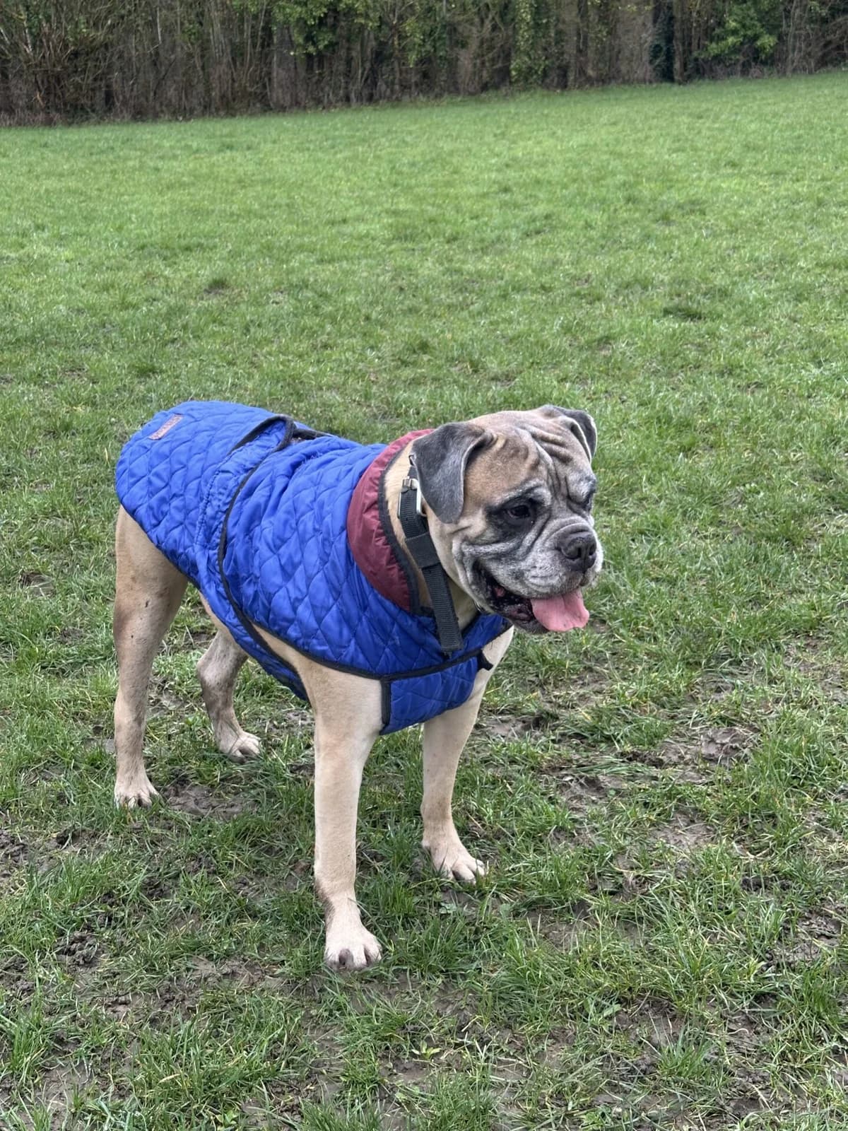 Blazer, female 7yo Bullmastiff for adoption at All Dogs Matter, London