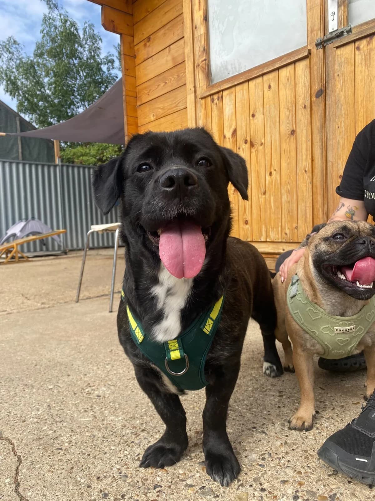 Brenda, female 3yo Mixed Breed for adoption at All Dogs Matter, London
