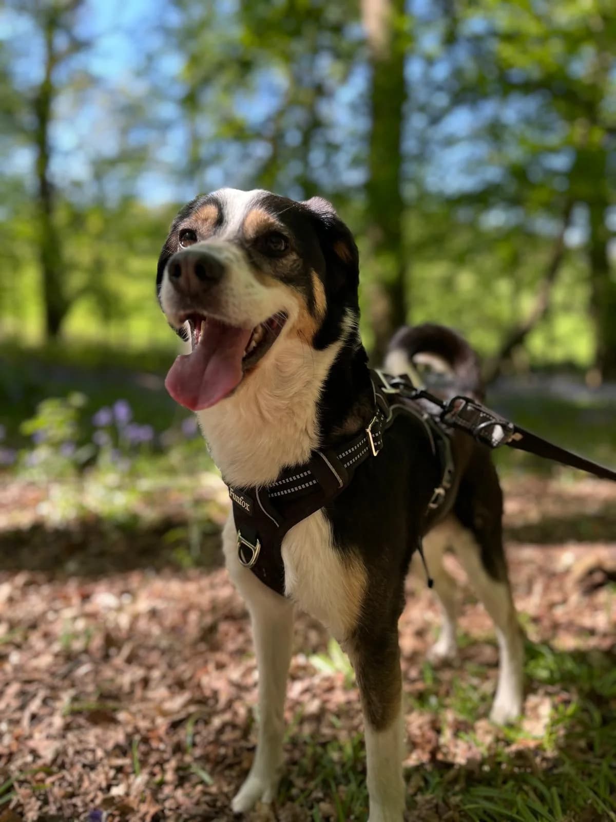 Bruno, female 4yo Collie for adoption at All Dogs Matter, London
