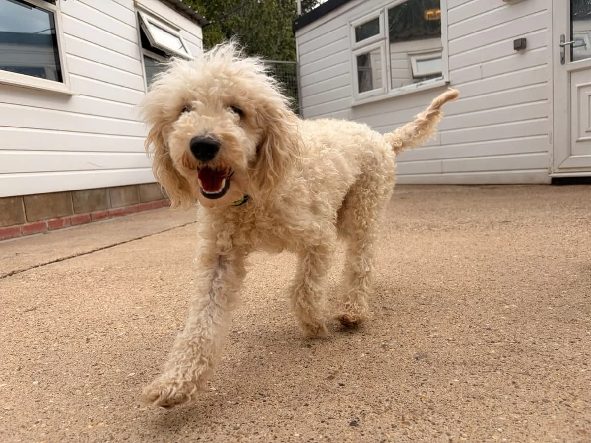Caroline, female young Poodle for adoption at All Dogs Matter, London