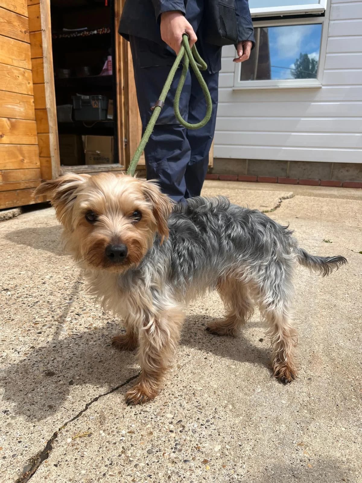 Cashew, female 3yo Yorkshire Terrier for adoption at All Dogs Matter, London