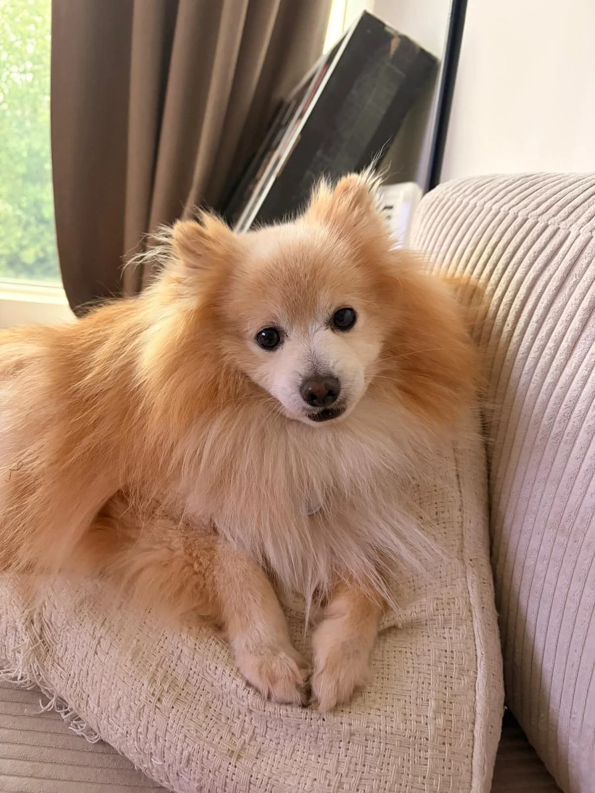 Casper, female senior Pomeranian for adoption at All Dogs Matter, London