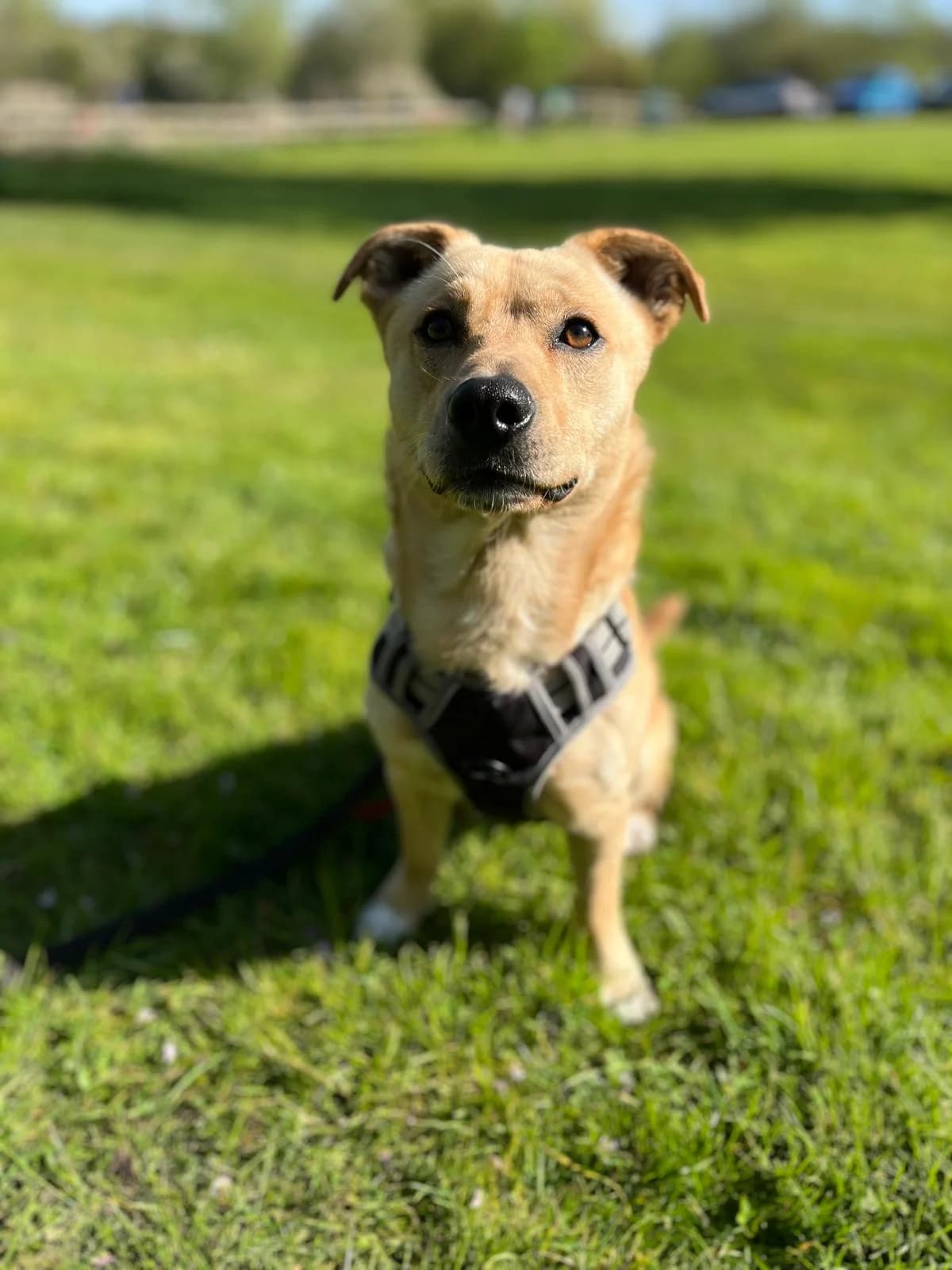 Chase, female Labrador Retriever for adoption at All Dogs Matter, London — photo 2 of 3