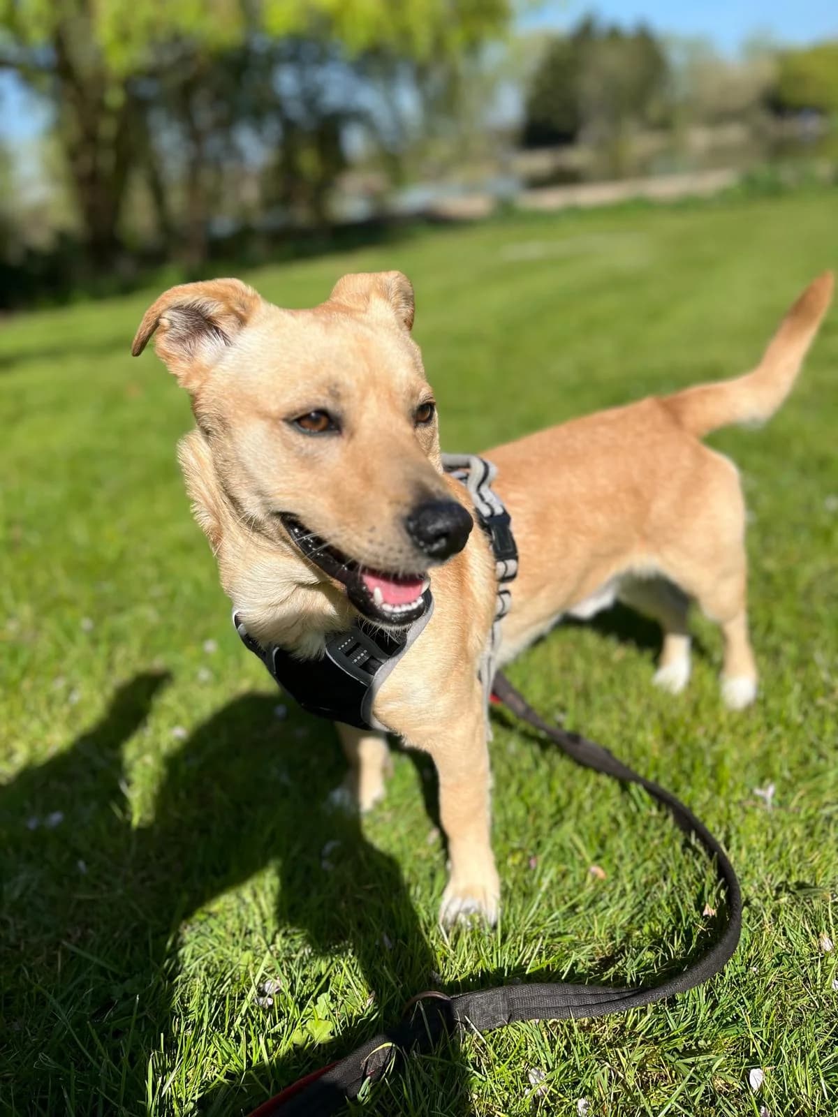 Chase, female Labrador Retriever for adoption at All Dogs Matter, London — photo 3 of 3