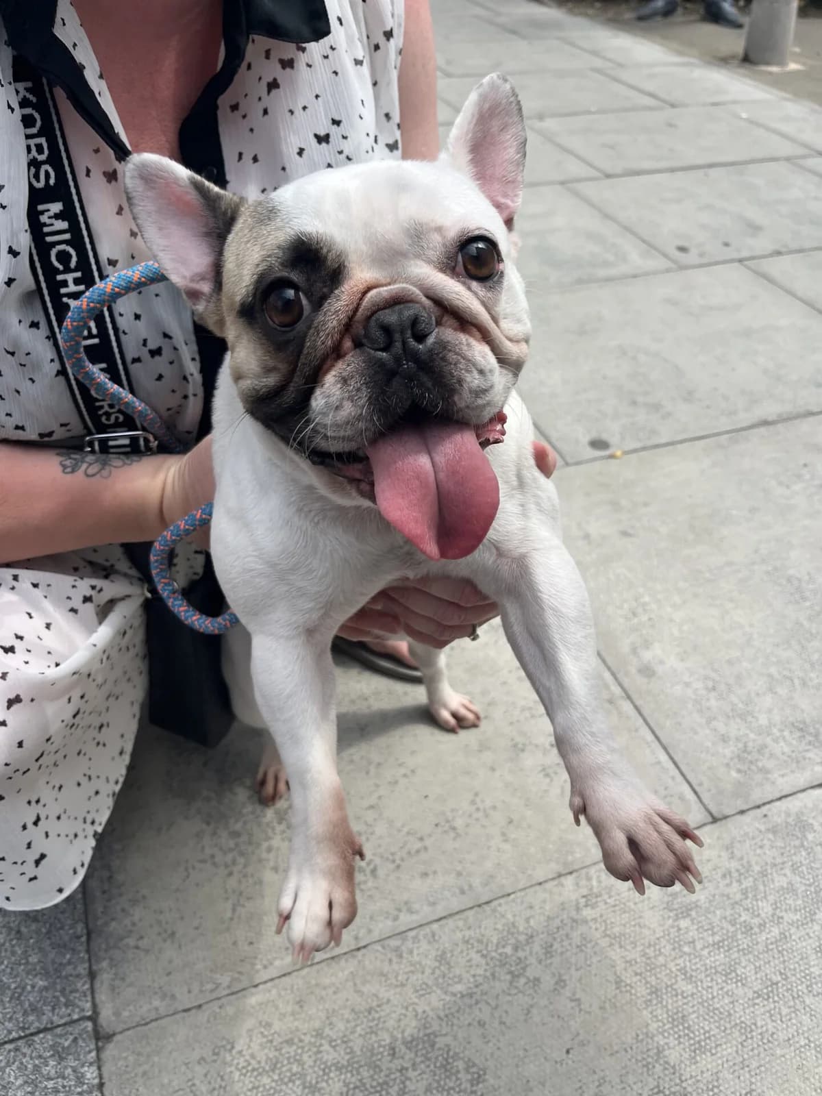 Chloe, female young English Bulldog for adoption at All Dogs Matter, London