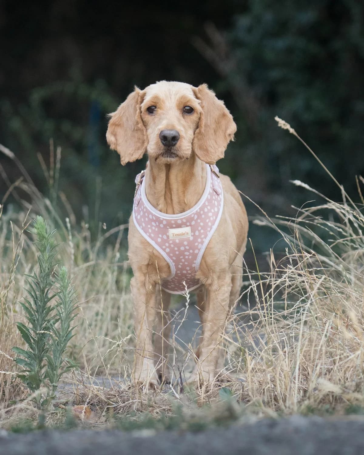 Clementine, female 4yo Cocker Spaniel for adoption at All Dogs Matter, London