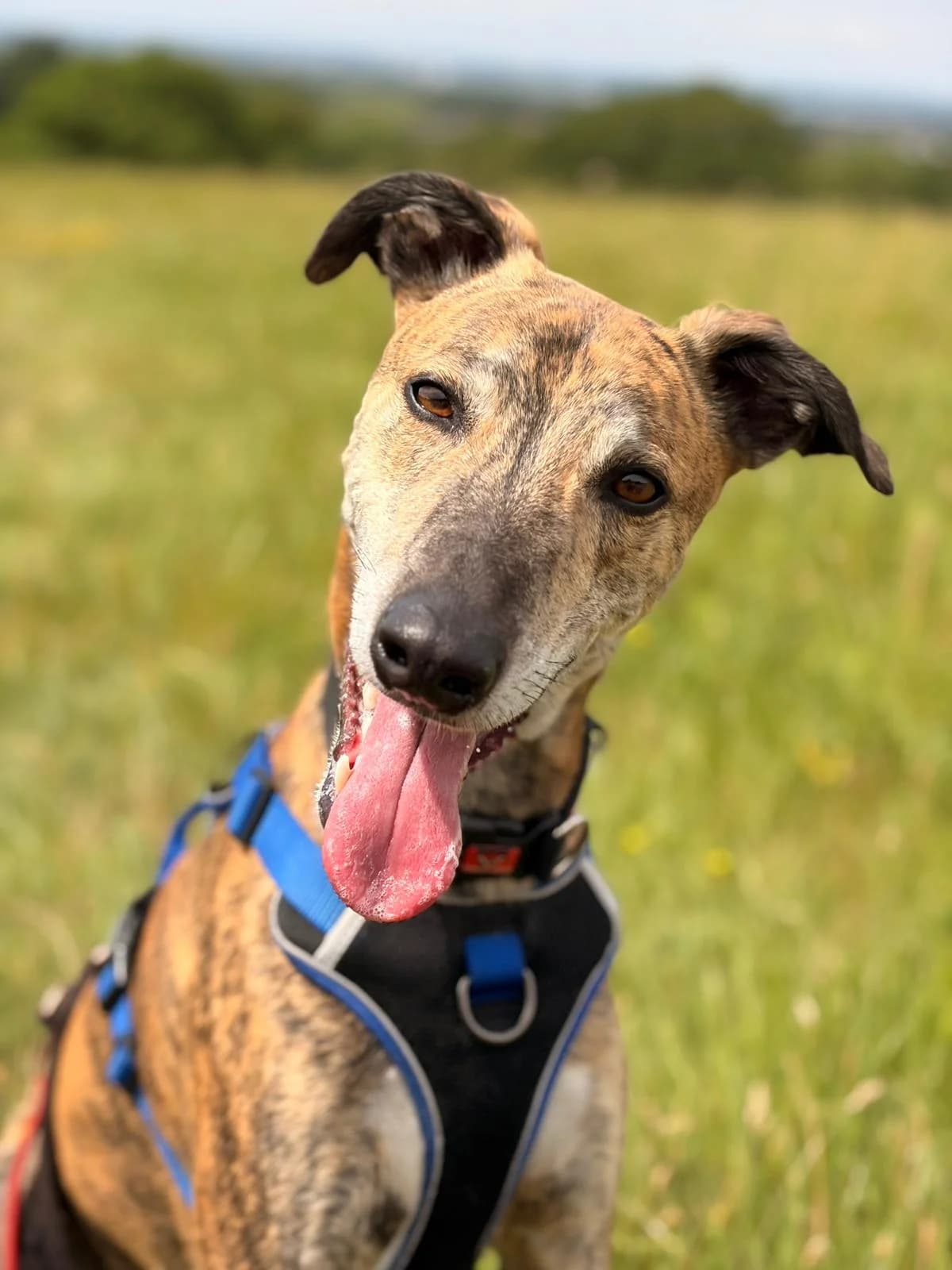 Colin, female 5yo Lurcher for adoption at All Dogs Matter, London