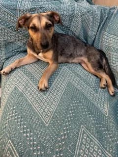 Crumble, female young mixed breed for adoption at All Dogs Matter, London