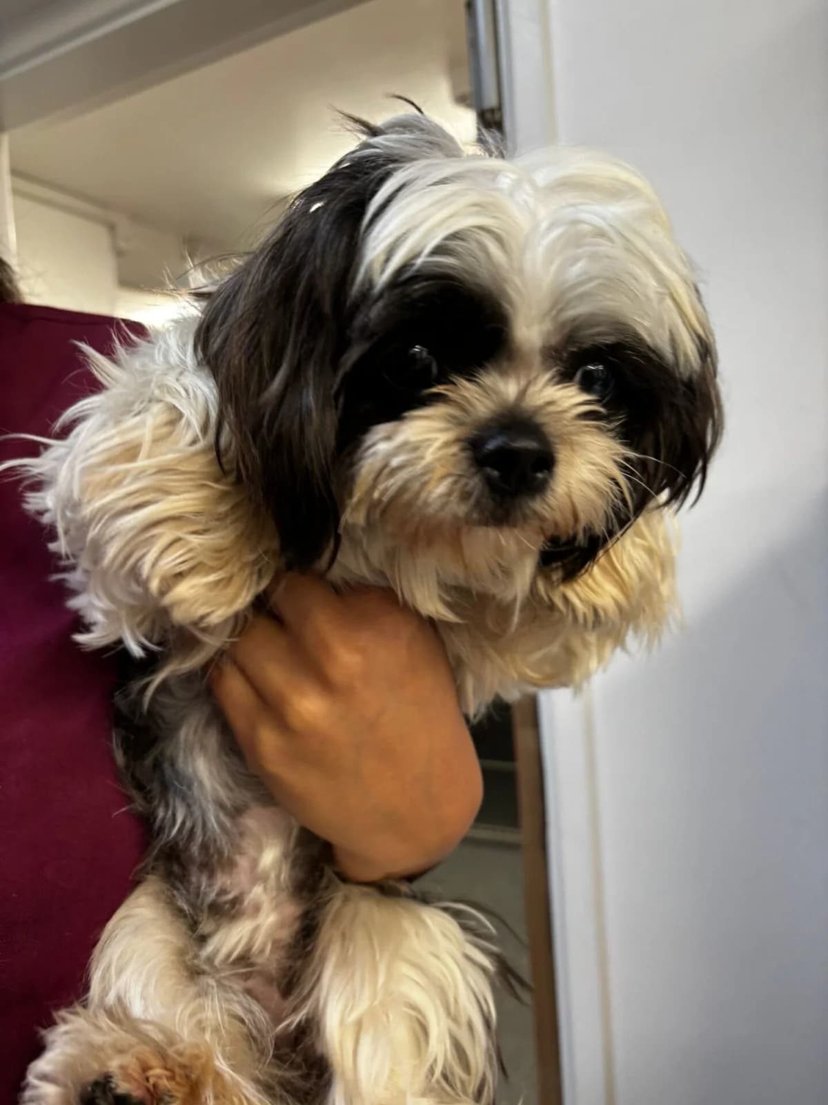 Daisy, female 4yo Shih Tzu for adoption at All Dogs Matter, London