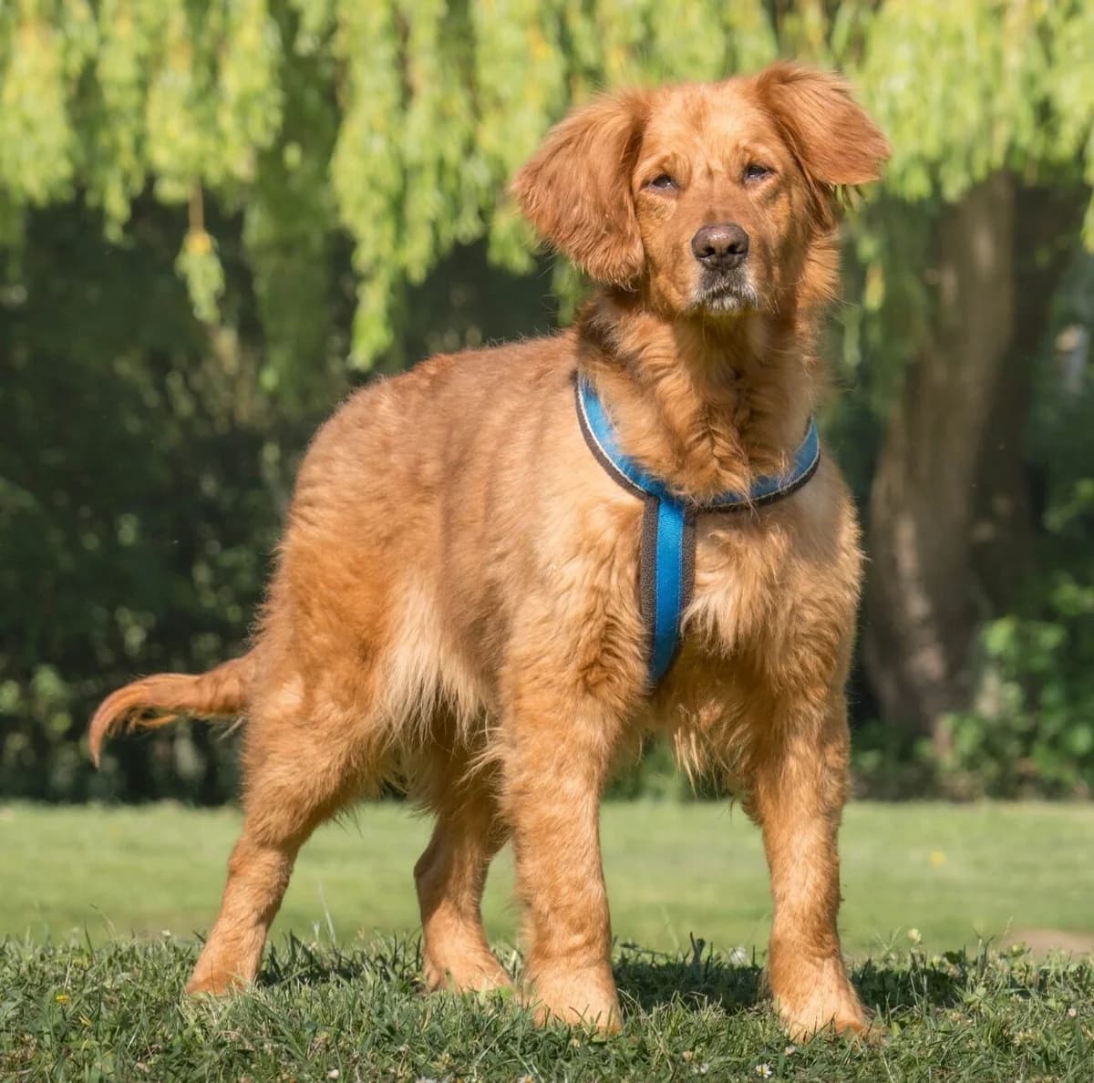 Daphne, female 5yo Golden Retriever for adoption at All Dogs Matter, London