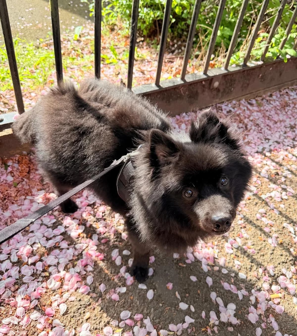 Derek,  (All Dogs Matter)