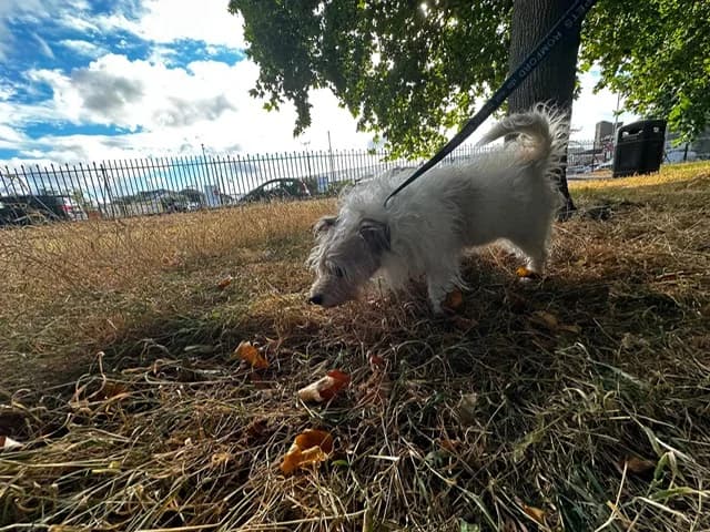 Ernie, female senior mixed breed for adoption at All Dogs Matter, London