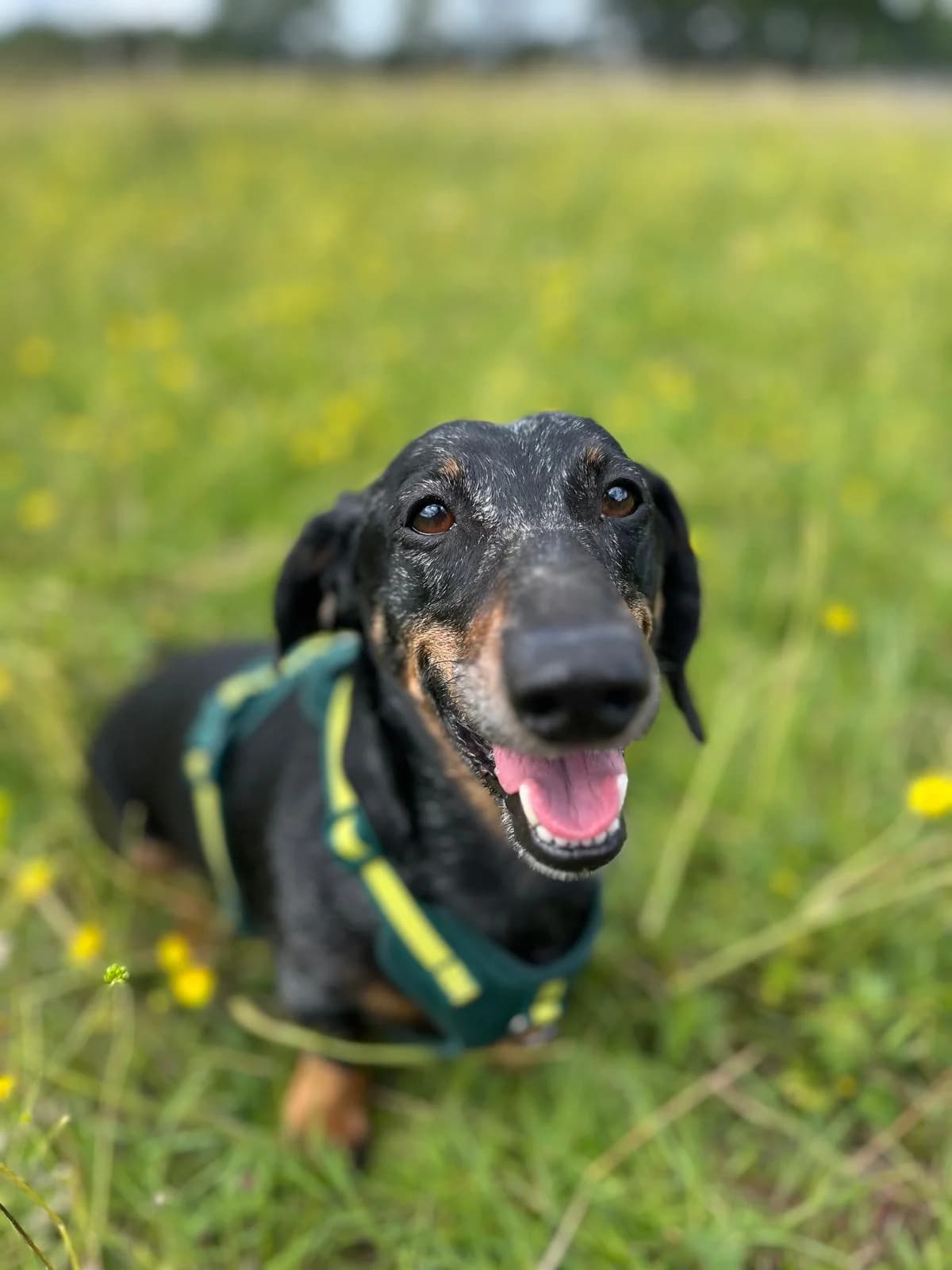 Feta, female 5yo Dachshund for adoption at All Dogs Matter, London
