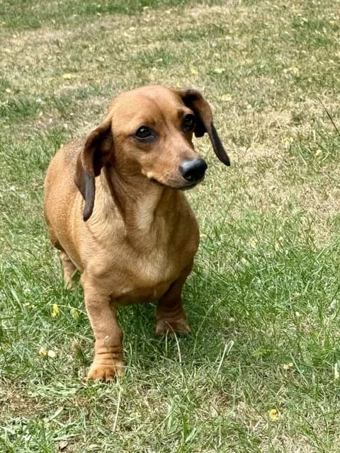 Fig, female young Dachshund for adoption at All Dogs Matter, London