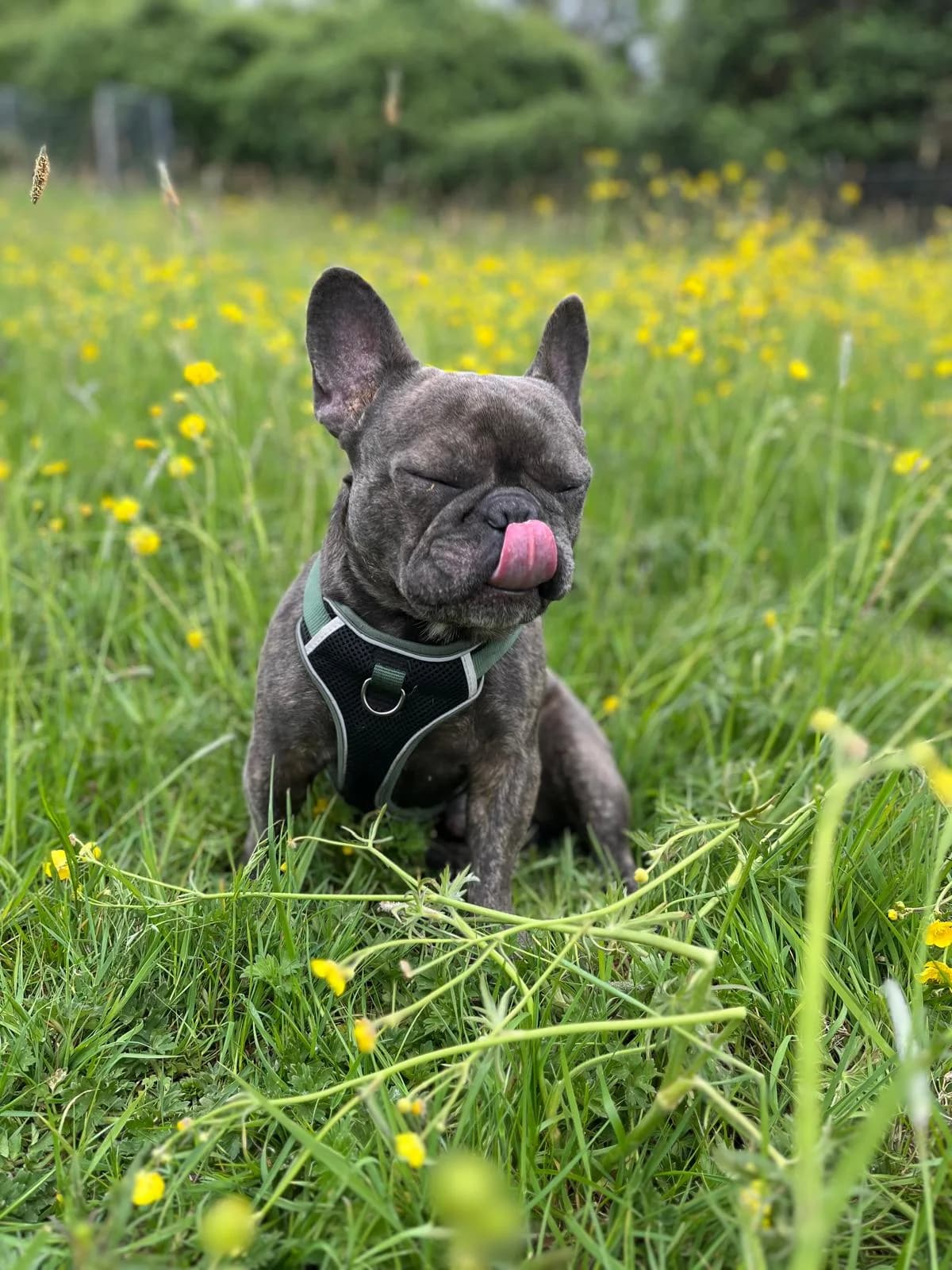 Francois, female young English Bulldog for adoption at All Dogs Matter, London