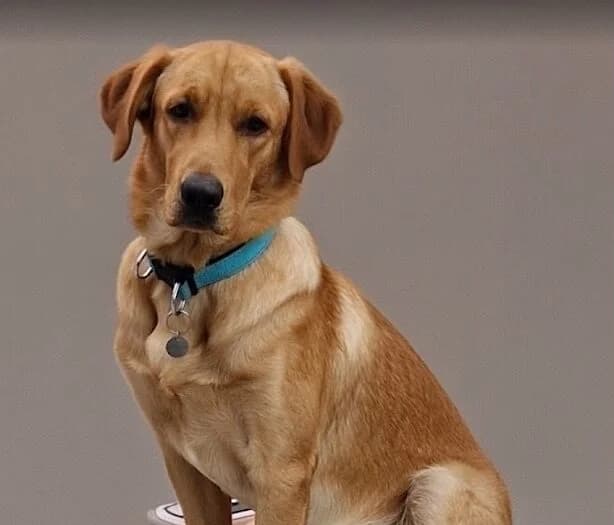 Fudge, female Labrador Retriever for adoption at All Dogs Matter, London