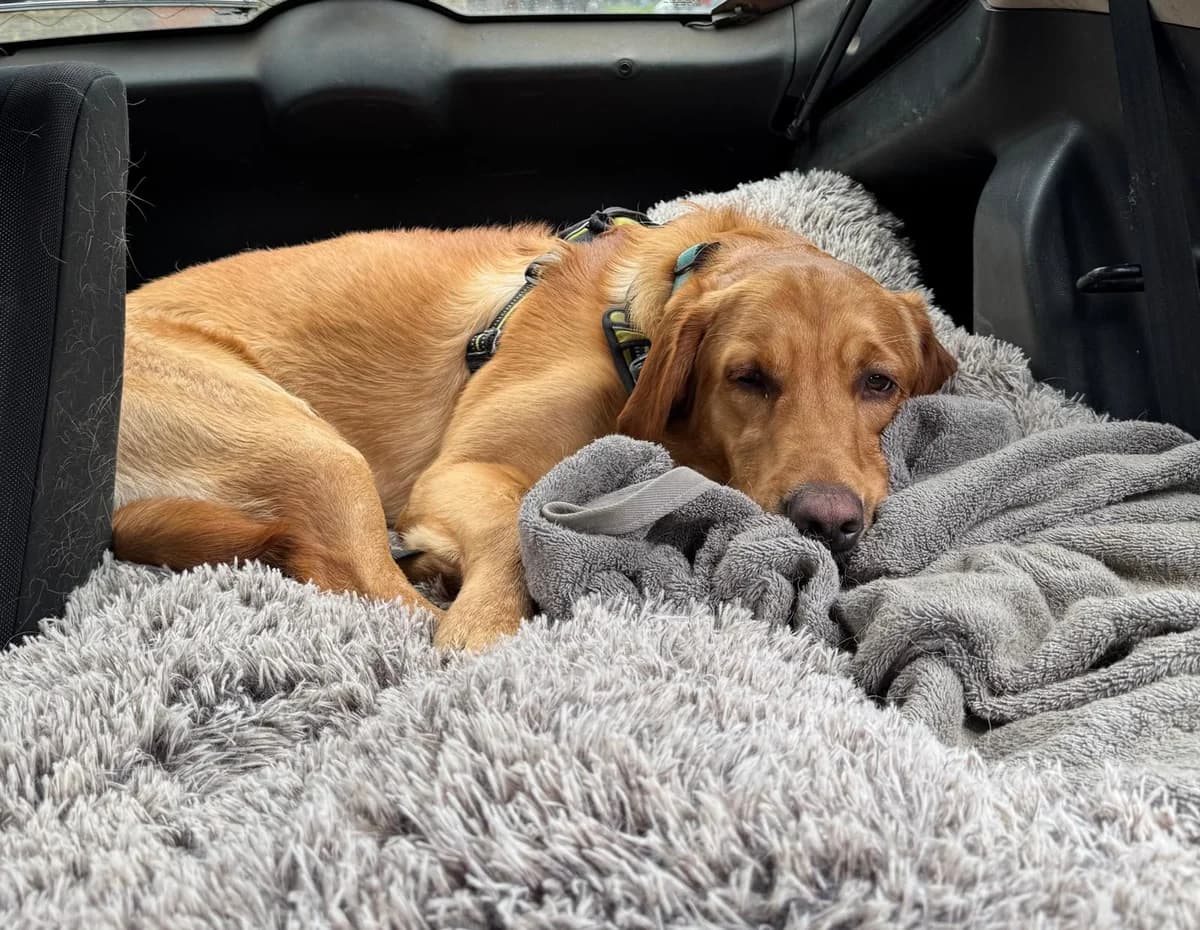 Fudge, female Labrador Retriever for adoption at All Dogs Matter, London — photo 2 of 3