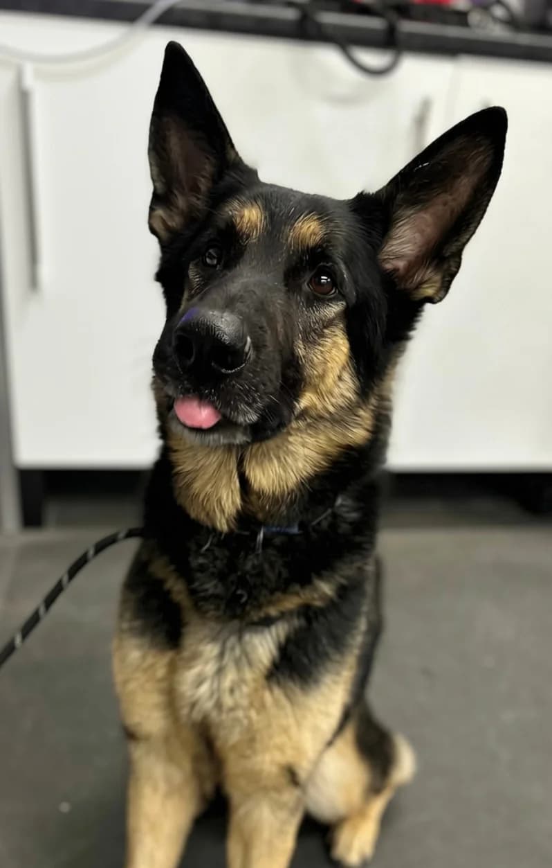 Harrison, female 5yo German Shepherd for adoption at All Dogs Matter, London