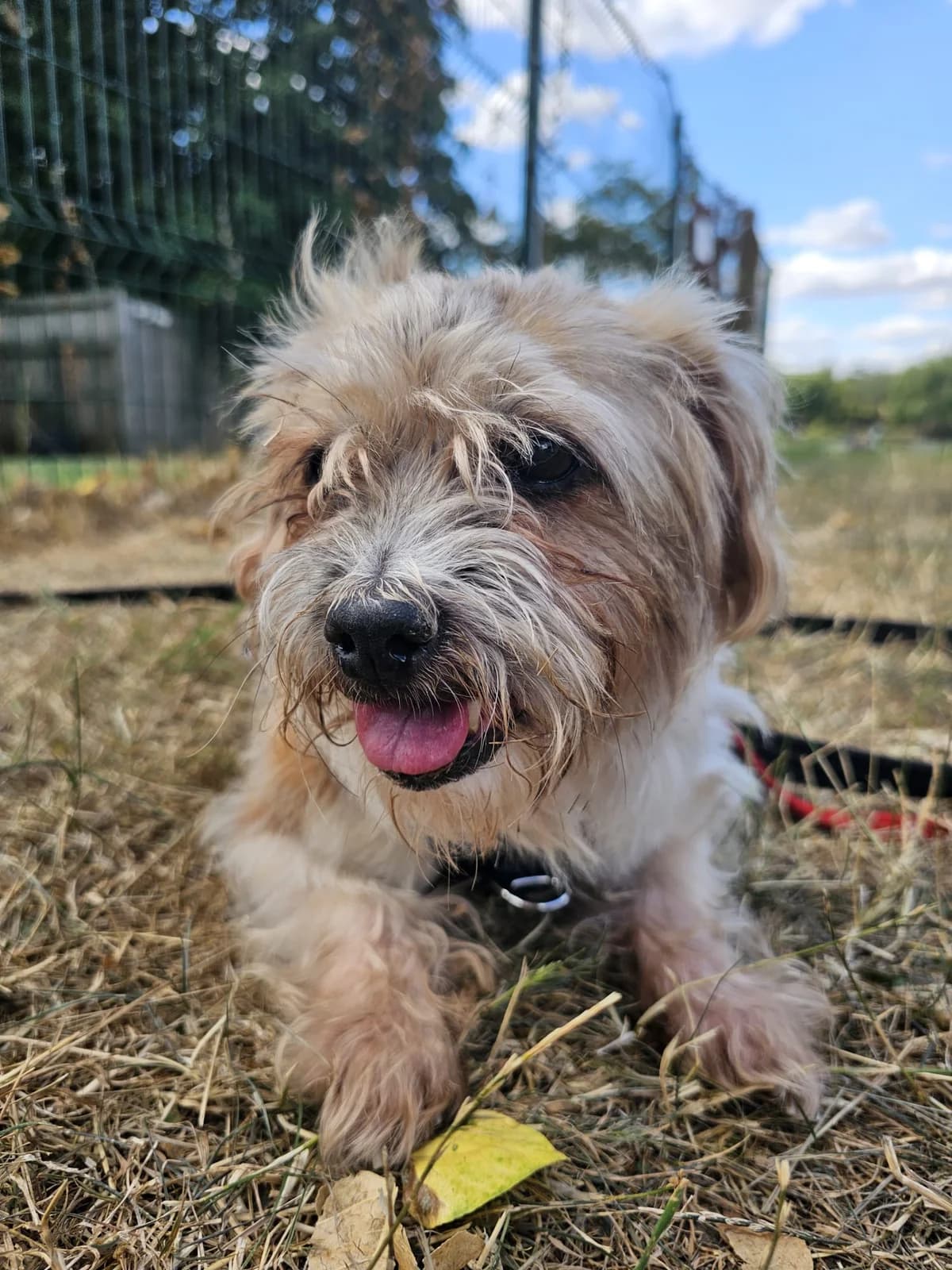 Harry, female senior Jack Russell Terrier for adoption at All Dogs Matter, London