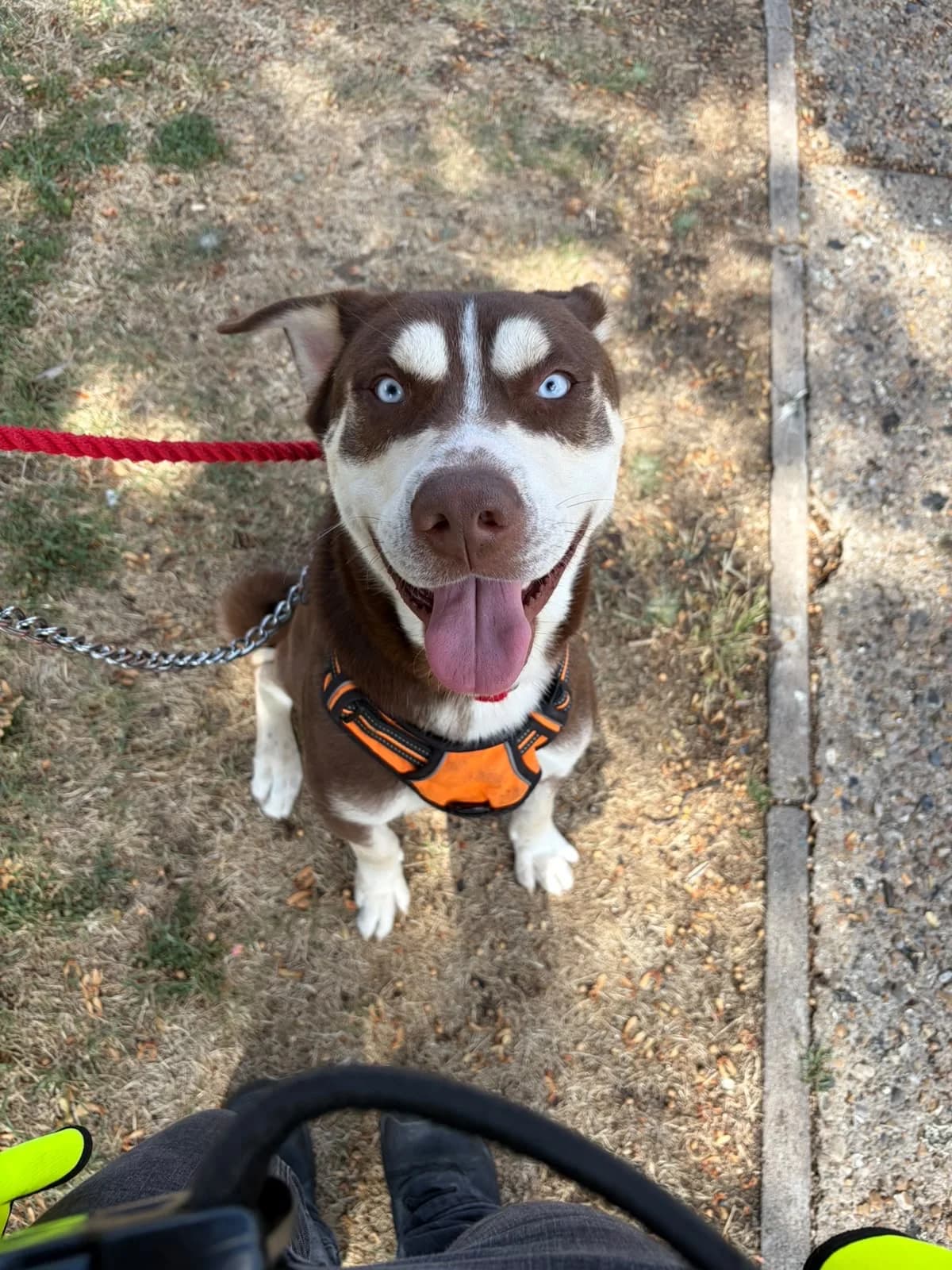 Hunter, female young Husky for adoption at All Dogs Matter, London