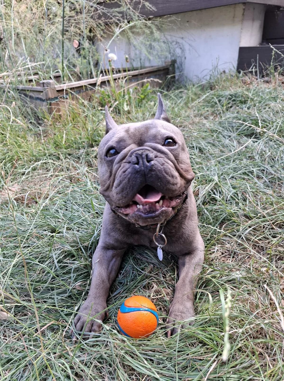 Jada, female 6yo French Bulldog for adoption at All Dogs Matter, London