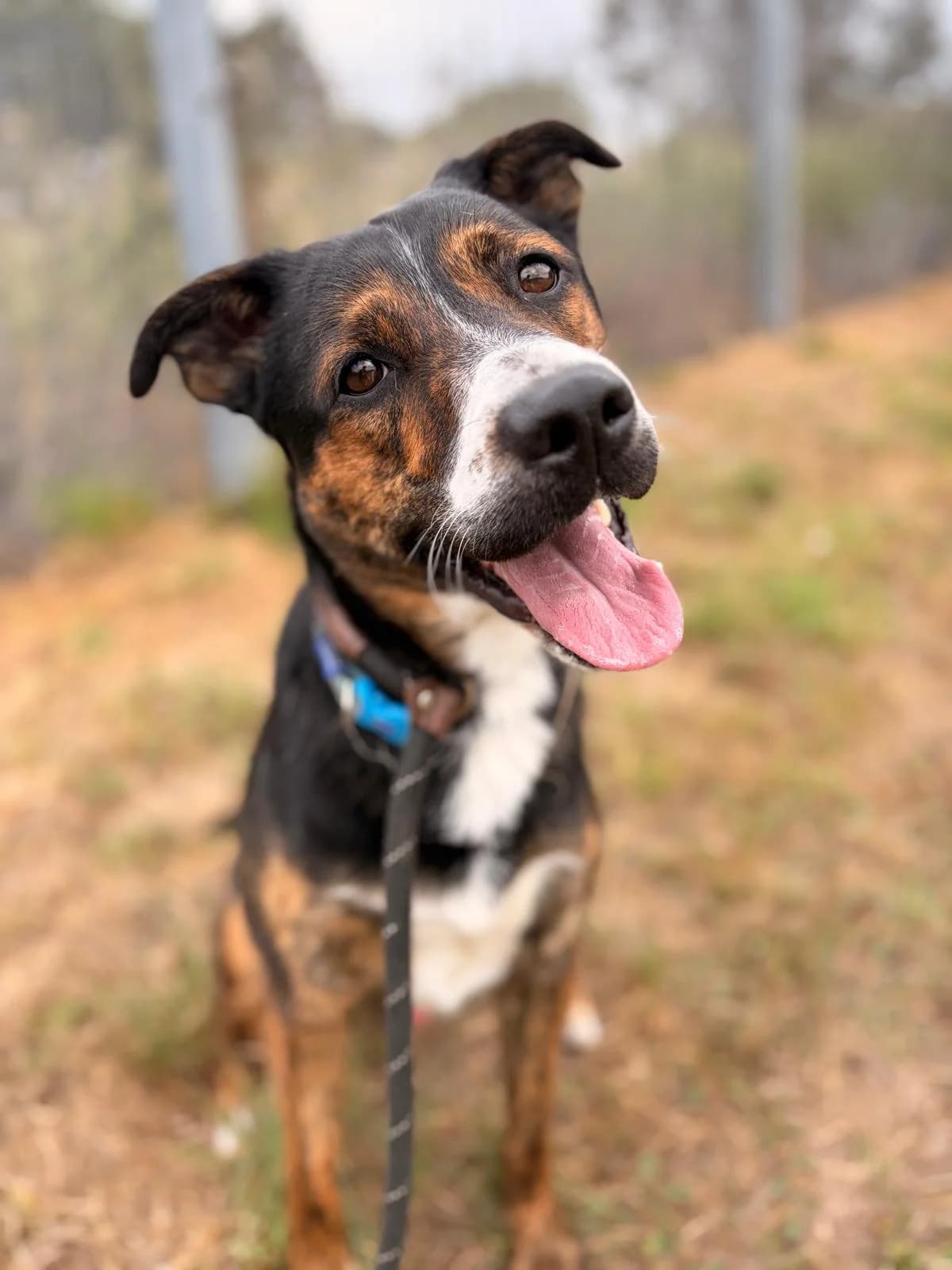 Jasper, female Collie for adoption at All Dogs Matter, London