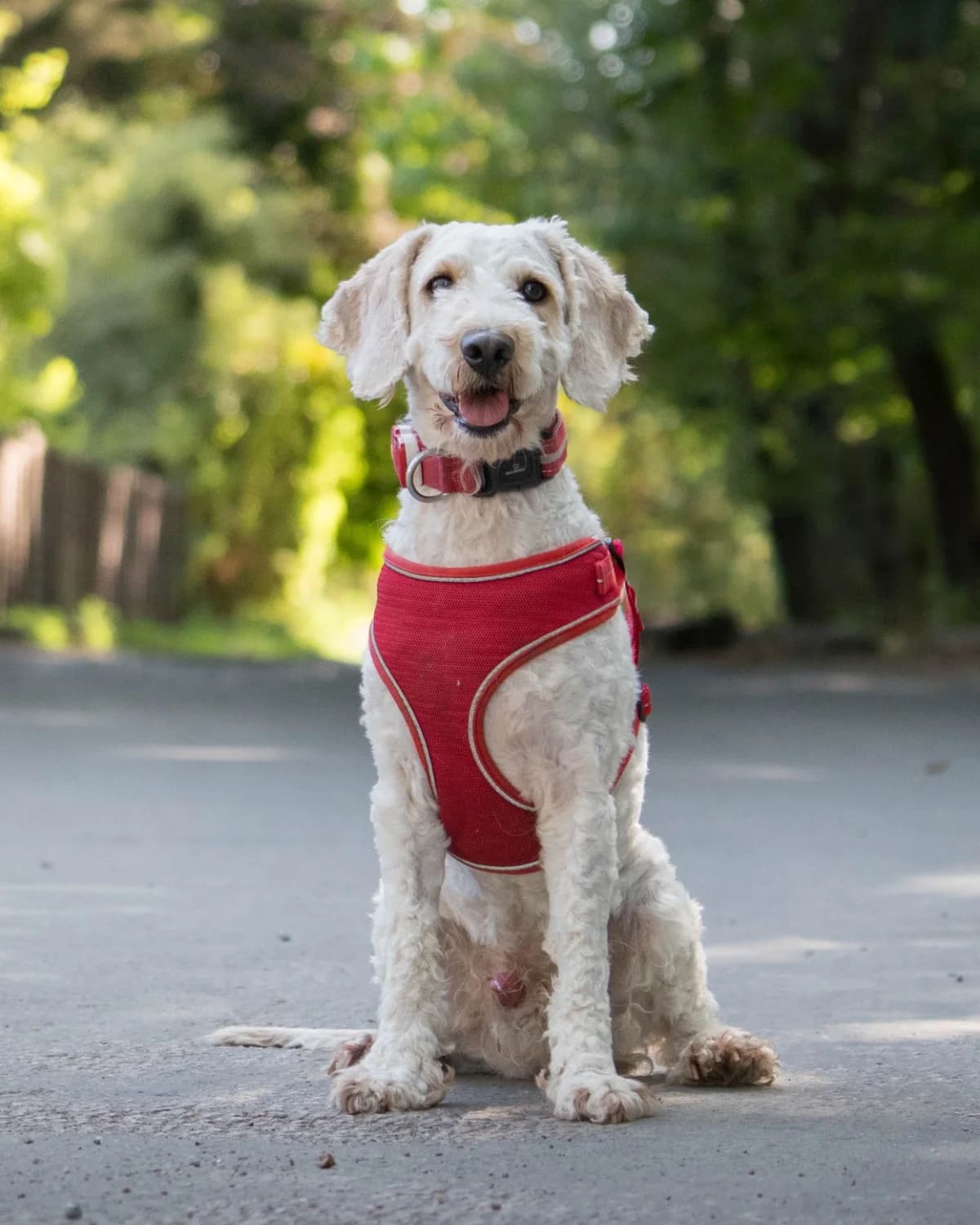 Jim, female 5yo Cockapoo for adoption at All Dogs Matter, London