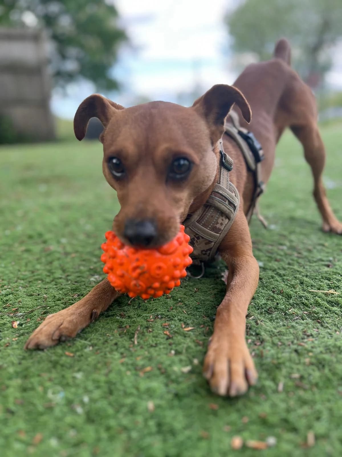 Jonah, female 4yo mixed breed for adoption at All Dogs Matter, London