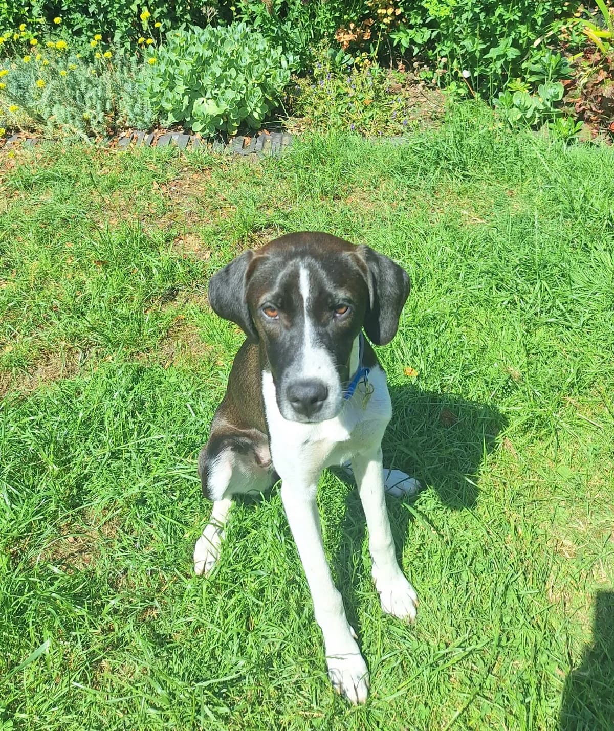 Juno, female 4yo Pointer for adoption at All Dogs Matter, London