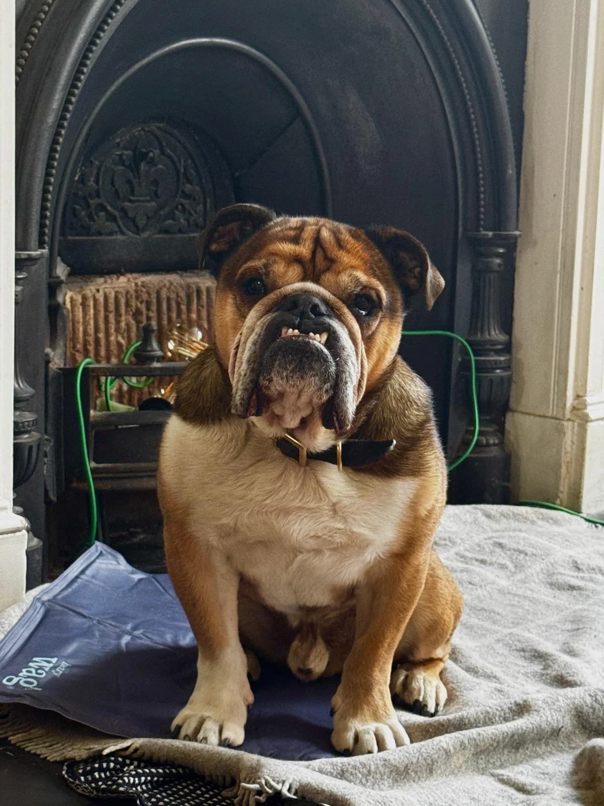 Kronus, female 5yo English Bulldog for adoption at All Dogs Matter, London