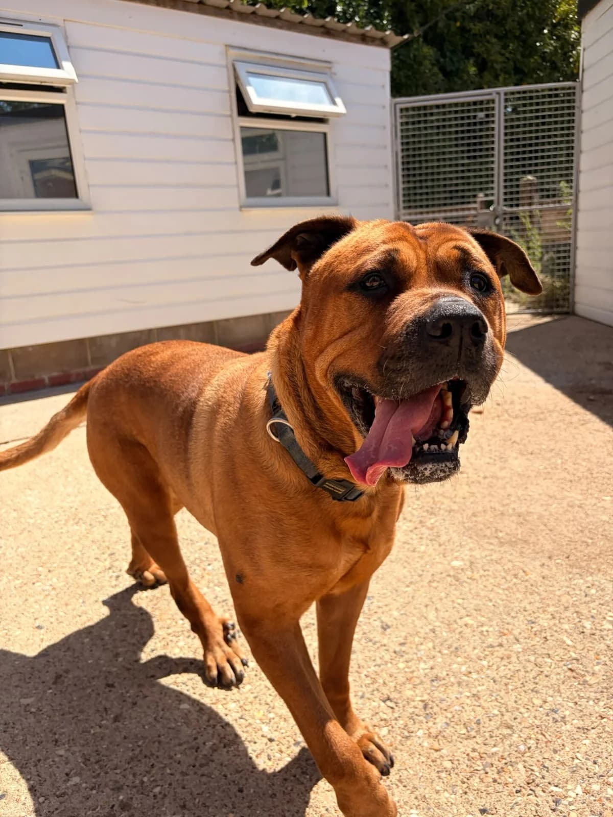 Lacey, female 5yo Mastiff for adoption at All Dogs Matter, London