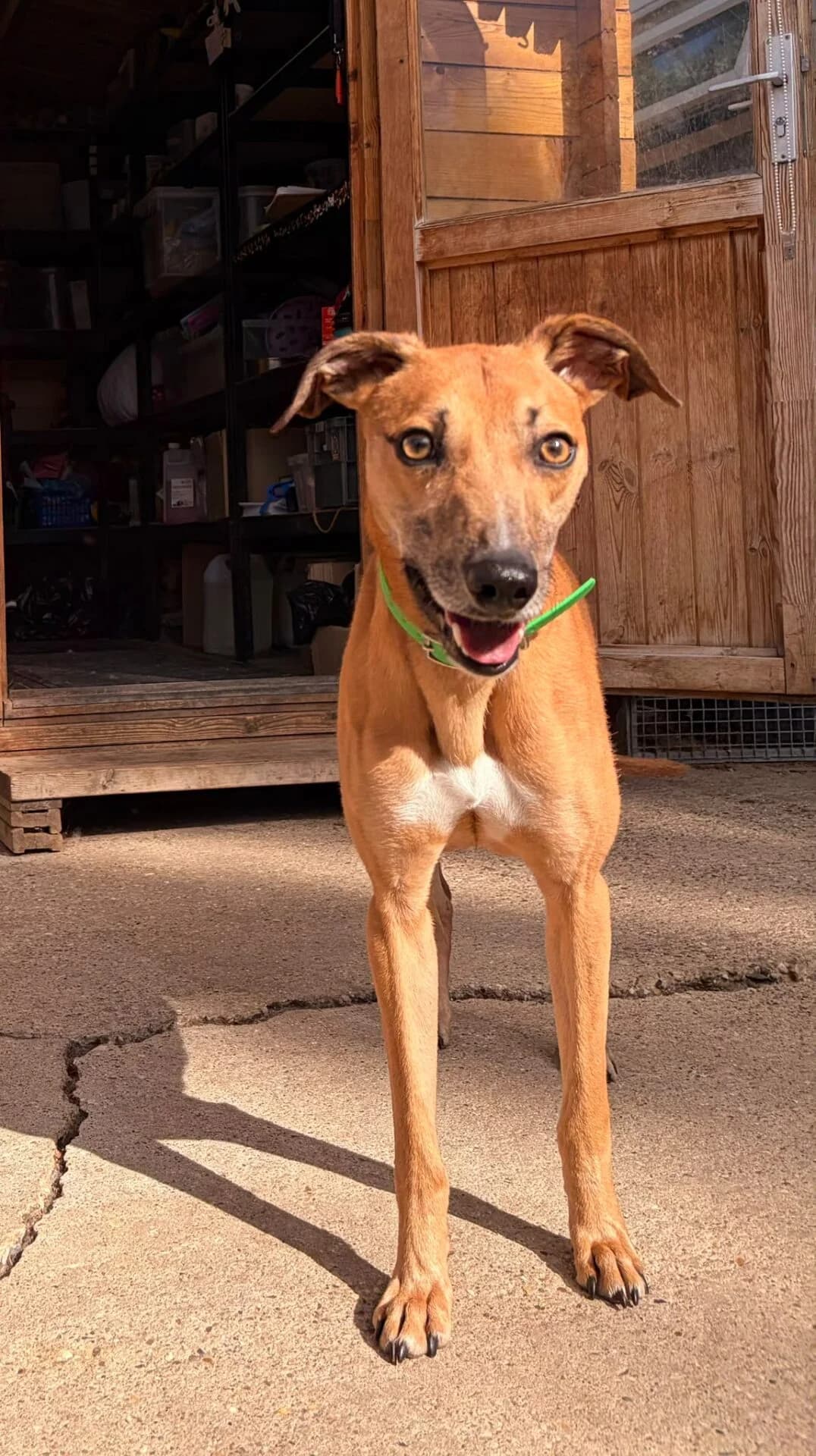 Lawson, female young mixed breed for adoption at All Dogs Matter, London