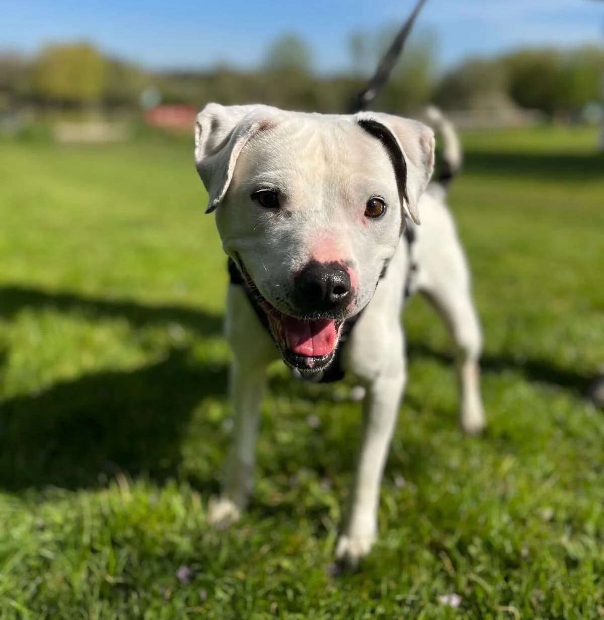 Lillie, female senior Staffordshire Bull Terrier for adoption at All Dogs Matter, London