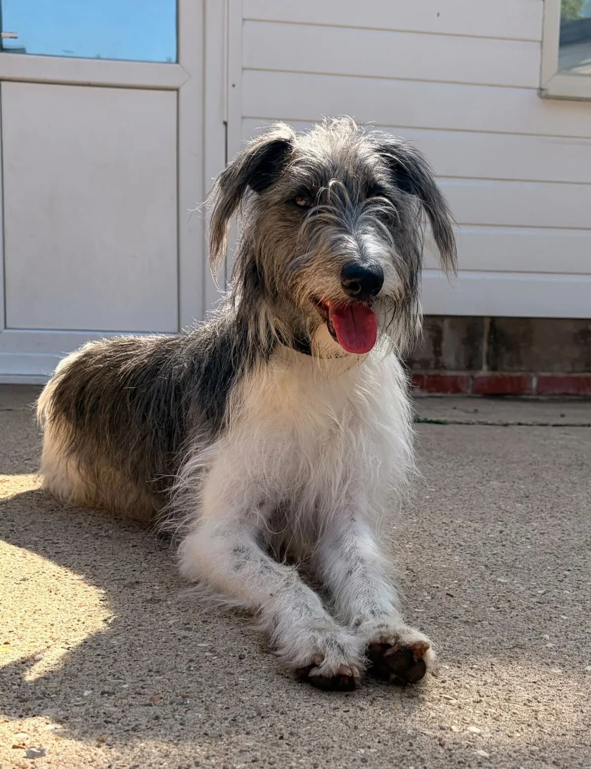 Lori, female young mixed breed for adoption at All Dogs Matter, London