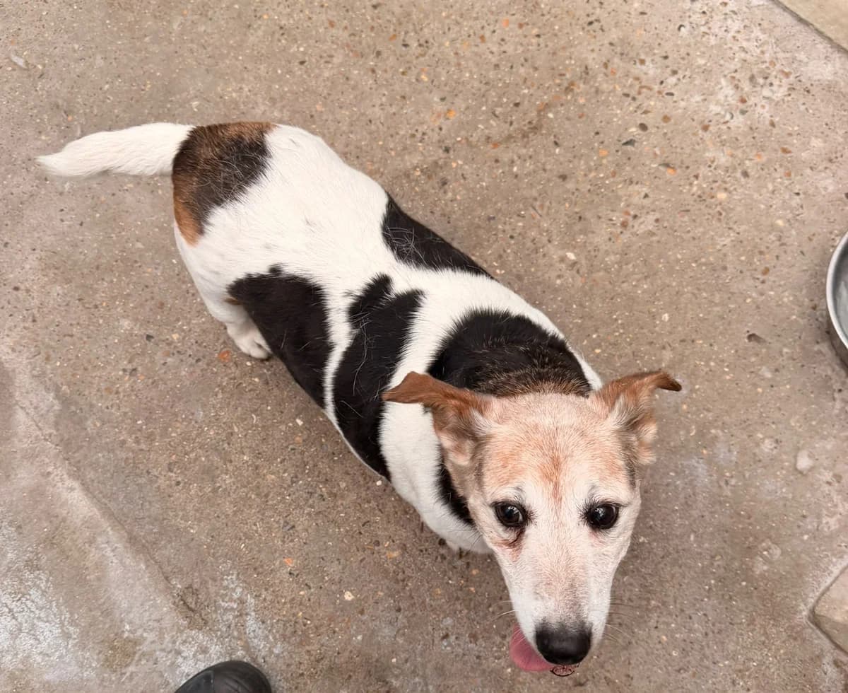 Louise, female senior Jack Russell Terrier for adoption at All Dogs Matter, London