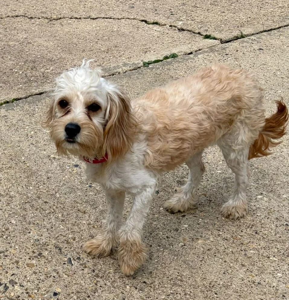 Maggie, female young Cavapoo for adoption at All Dogs Matter, London