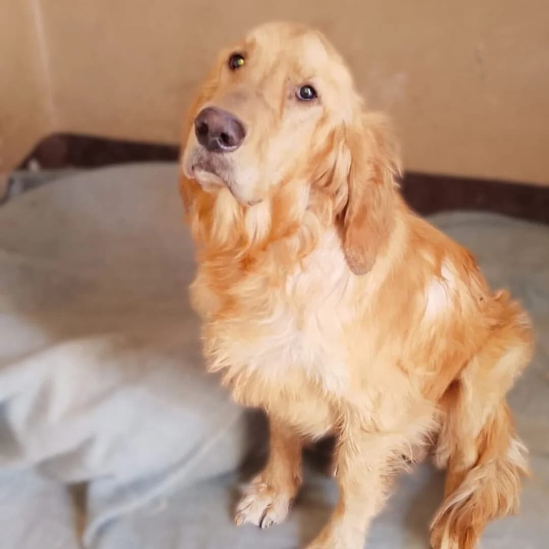Mars, female 4yo mixed breed for adoption at All Dogs Matter, London