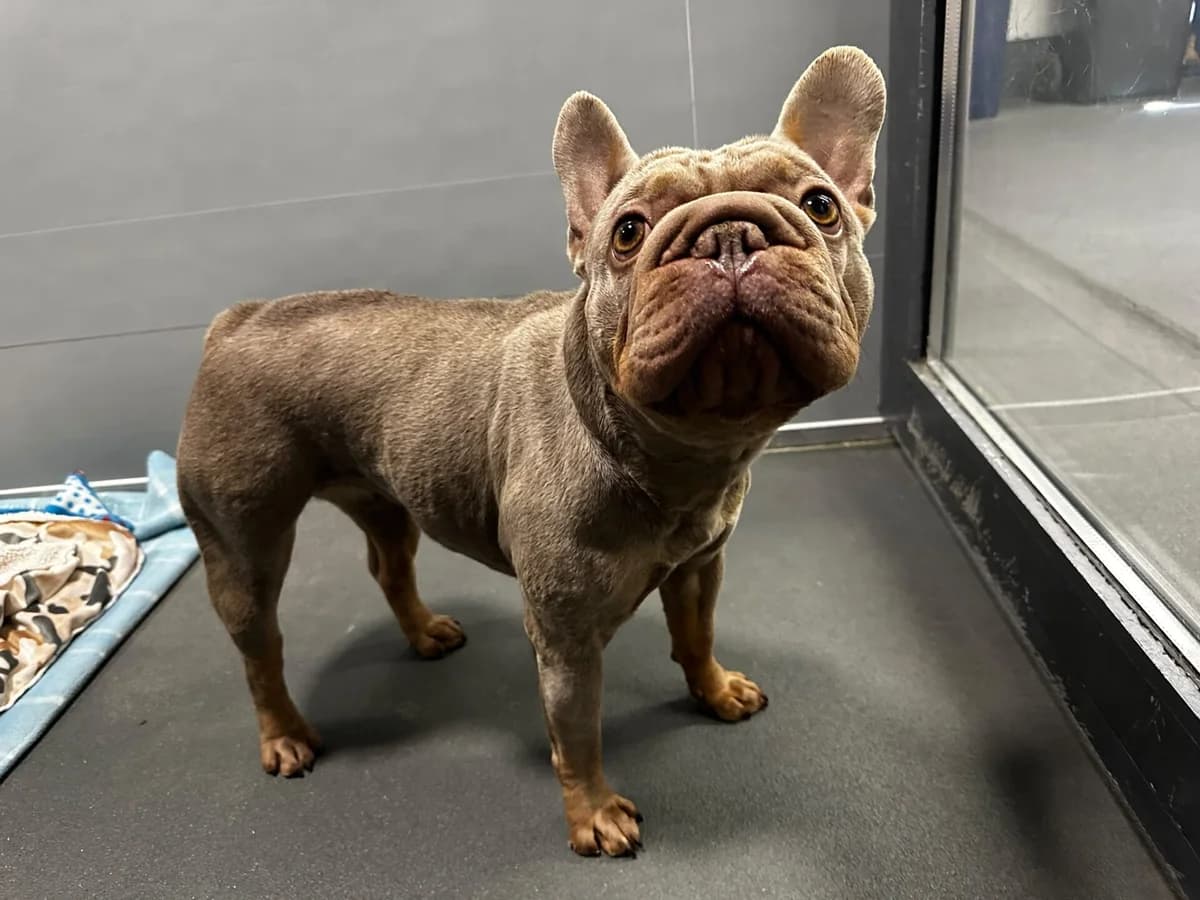 Meela, female young English Bulldog for adoption at All Dogs Matter, London